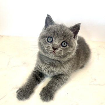 ブリティッシュショートヘア【鹿児島県・男の子・2024年3月15日・ブルータビー（短毛）】の写真「優良血統☆お父さん譲りで毛吹きがとても良いです。」