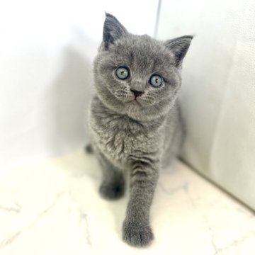 ブリティッシュショートヘア【鹿児島県・男の子・2024年3月15日・ブルータビー（ショート）】の写真「優良血統書です☆コロコロむちむち元気な男の子🎵」