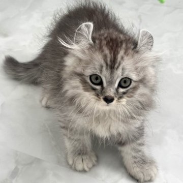 キンカロー【鹿児島県・男の子・2024年8月26日・シルバータビー（ロング）】の写真「とても綺麗なロングヘアーお耳の反りも綺麗です♬」