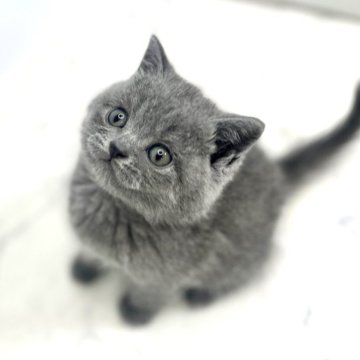 ブリティッシュショートヘア【鹿児島県・女の子・2024年3月15日・ブルータビー（ショート）】の写真「うるうるお目目♡女の子らしいお顔がキュートです♪」