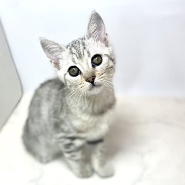 ジェネッタ【鹿児島県・女の子・2024年2月21日・シルバースポテッドタビー（短毛）】の写真「とても綺麗なシルバー模様♪甘えん坊に育っています♡」
