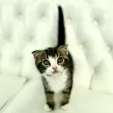 スコティッシュフォールド(折れ耳)【鹿児島県・男の子・2024年9月16日・ブラウンアンドホワイト】の写真1