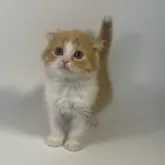 スコティッシュフォールド(折れ耳)【鹿児島県・男の子・2024年5月3日・レッドタビーアンドホワイト】の写真1「6/27撮影」