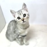 ジェネッタ