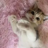 スコティッシュフォールド(立ち耳)【鹿児島県・女の子・2022年8月3日・ブラウントービー&ホワイト】の写真1