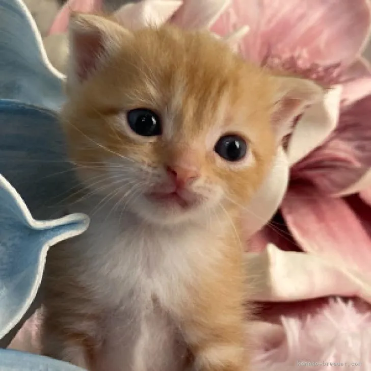 ID:2210-01754の子猫