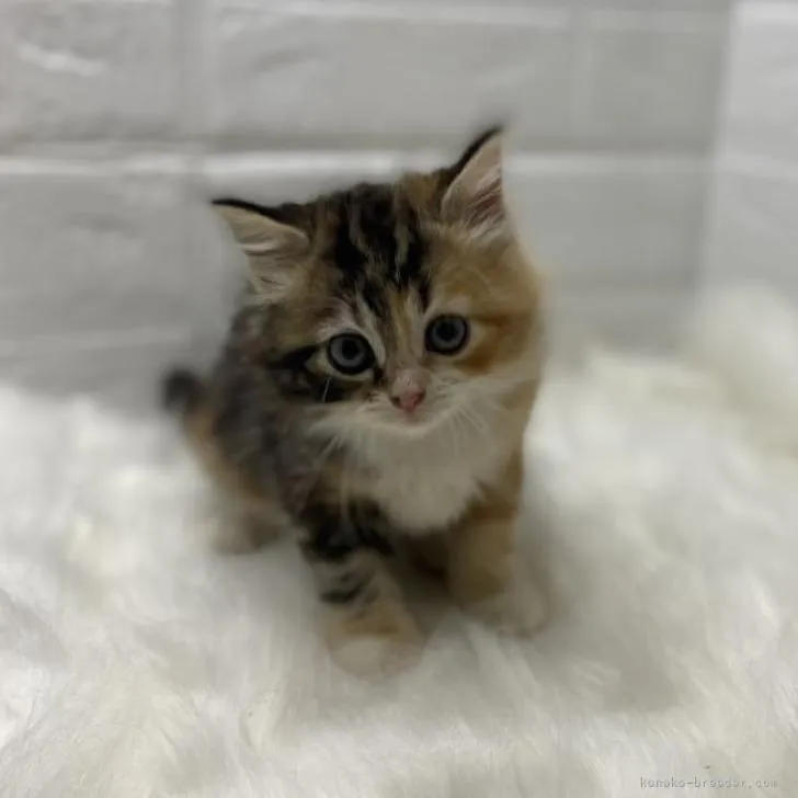 ID:2209-01745の子猫