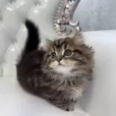 マンチカン(短足)【鹿児島県・男の子・2024年12月22日・ブラウンタビー】の写真10