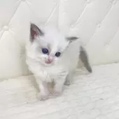 ラグドール【鹿児島県・女の子・2025年9月16日・ブルーポイントバイカラー】の写真10