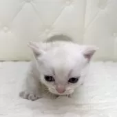 ミヌエット(短足)【鹿児島県・男の子・2025年8月13日・レッドチンチラシルバー】の写真10