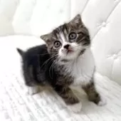 スコティッシュフォールド(折れ耳)【鹿児島県・男の子・2025年10月17日・ブラウンタビー&ホワイト】の写真10