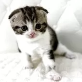 スコティッシュフォールド(折れ耳)【鹿児島県・男の子・2025年9月18日・ブラウンタビーアンドホワイト】の写真10