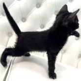 ベンガル【鹿児島県・女の子・2025年1月25日・ブラック(ロゼット)】の写真11