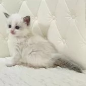 ラグドール【鹿児島県・女の子・2025年9月16日・ブルーポイントバイカラー】の写真11