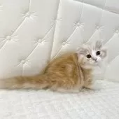 スコティッシュフォールド(折れ耳)【鹿児島県・女の子・2025年8月24日・レッドタビーアンドホワイト】の写真11