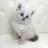 サイベリアン【鹿児島県・男の子・2025年10月10日・ブルーリンクスポイント(ネヴァマスカレード)】の写真11