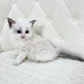 ラグドール【鹿児島県・女の子・2025年9月16日・ブルーポイントバイカラー】の写真12