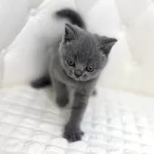 ブリティッシュショートヘア【鹿児島県・女の子・2025年8月4日・ブルータビー】の写真12