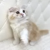 スコティッシュフォールド(折れ耳)【鹿児島県・女の子・2025年8月24日・レッドタビーアンドホワイト】の写真12