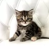 スコティッシュフォールド(立ち耳)【鹿児島県・女の子・2025年5月26日・ブラウンタビー】の写真12