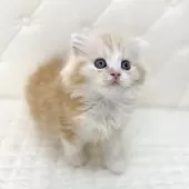 スコティッシュフォールド(折れ耳)【鹿児島県・女の子・2025年8月24日・レッドタビーアンドホワイト】の写真6