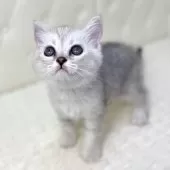 ミヌエット(長足)【鹿児島県・女の子・2025年8月13日・シルバートービー】の写真13