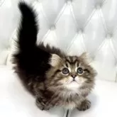 マンチカン(短足)【鹿児島県・男の子・2024年12月22日・ブラウンタビー】の写真13