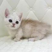 ミヌエット(短足)【鹿児島県・男の子・2025年8月13日・レッドチンチラシルバー】の写真14