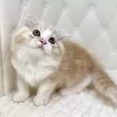 スコティッシュフォールド(折れ耳)【鹿児島県・女の子・2025年8月24日・レッドタビーアンドホワイト】の写真14