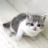 スコティッシュフォールド(立ち耳)【鹿児島県・男の子・2025年9月18日・ブルータビーアンドホワイト】の写真14