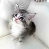 メインクーン【鹿児島県・男の子・2025年6月6日・シルバータビーアンドホワイト】の写真14