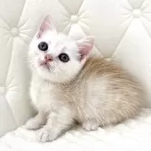 ミヌエット(短足)【鹿児島県・男の子・2025年8月13日・レッドチンチラシルバー】の写真15