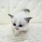 ラグドール【鹿児島県・女の子・2025年9月16日・ブルーポイントバイカラー】の写真15