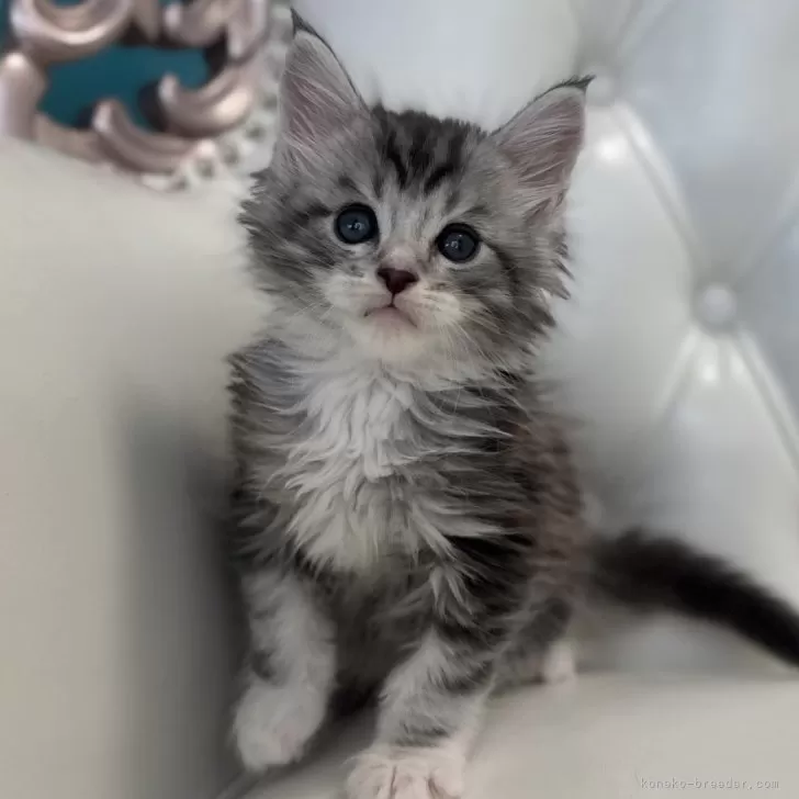 ID:2502-00574の子猫
