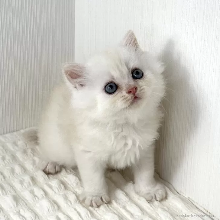 ID：2508-00111の子猫