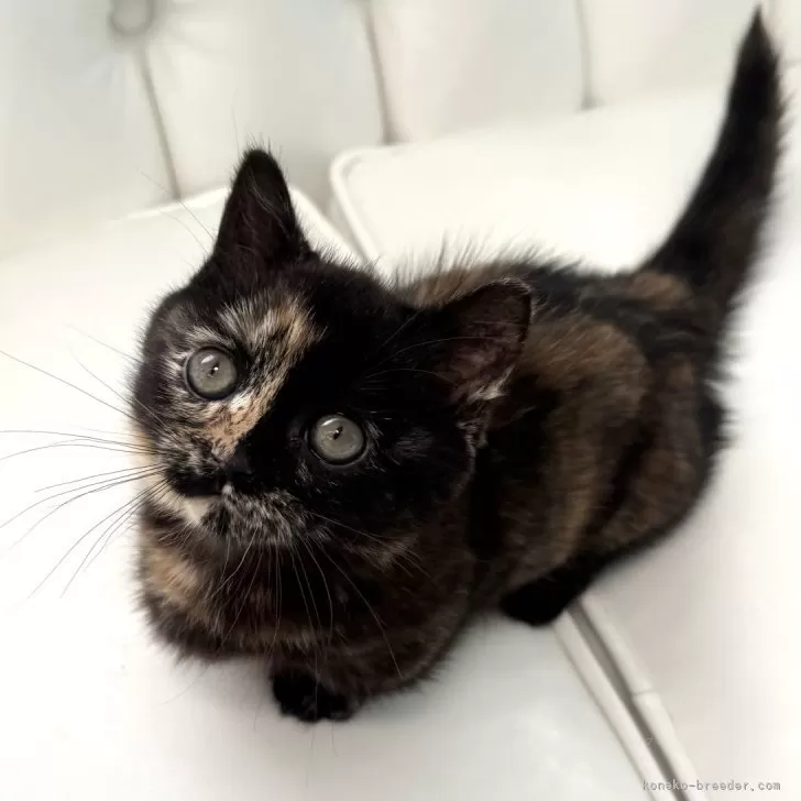 ID:2501-02072の子猫