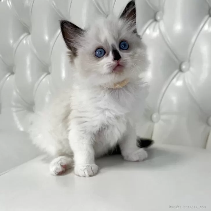 ID:2505-01636の子猫