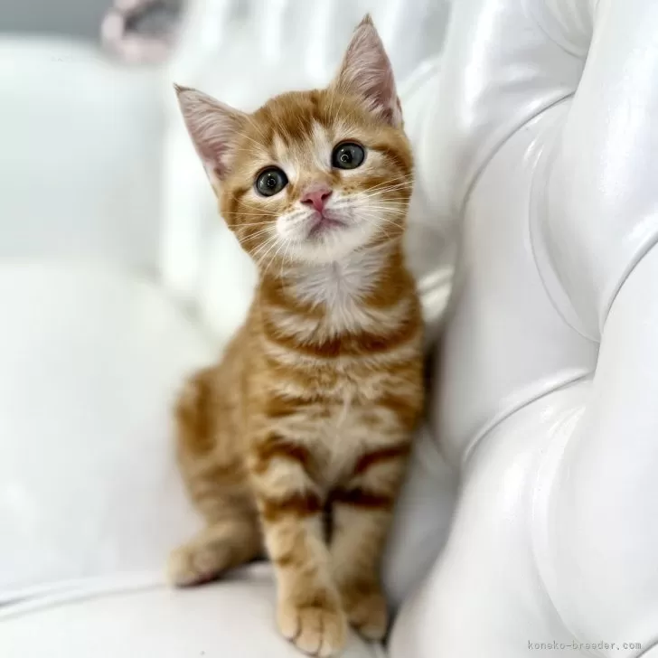 ID:2506-03285の子猫