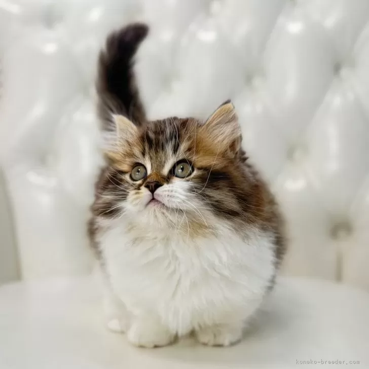 ID:2503-01454の子猫