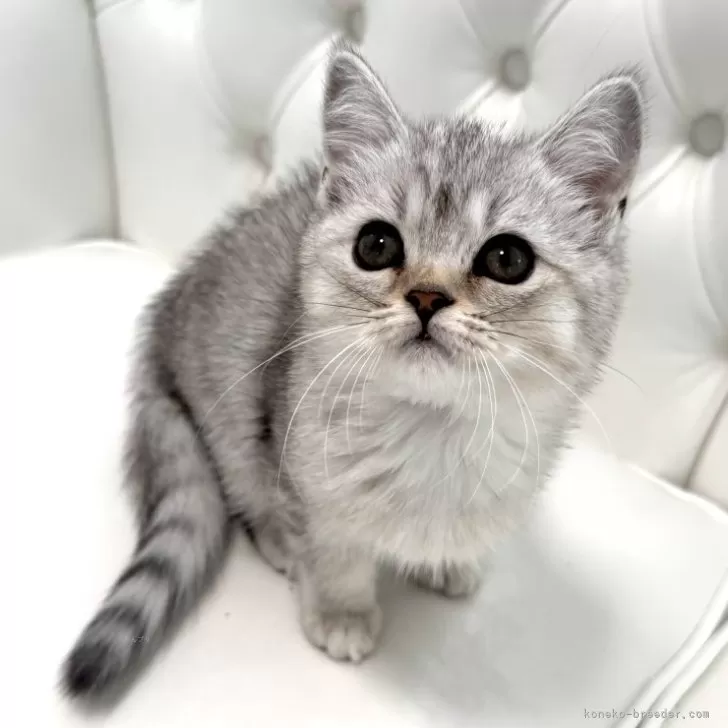 ID：2502-01857の子猫