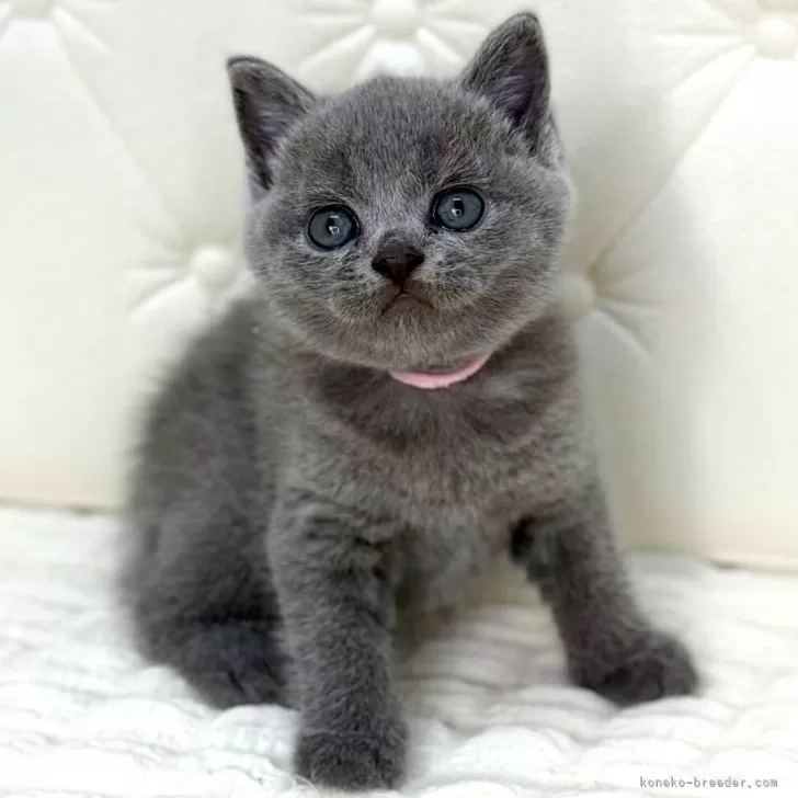 ブリティッシュショートヘア【鹿児島県・女の子・2025年8月4日・ブルータビー】の写真1