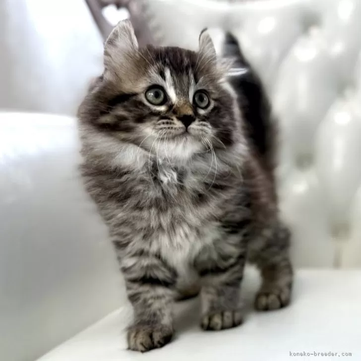 ID:2503-01455の子猫