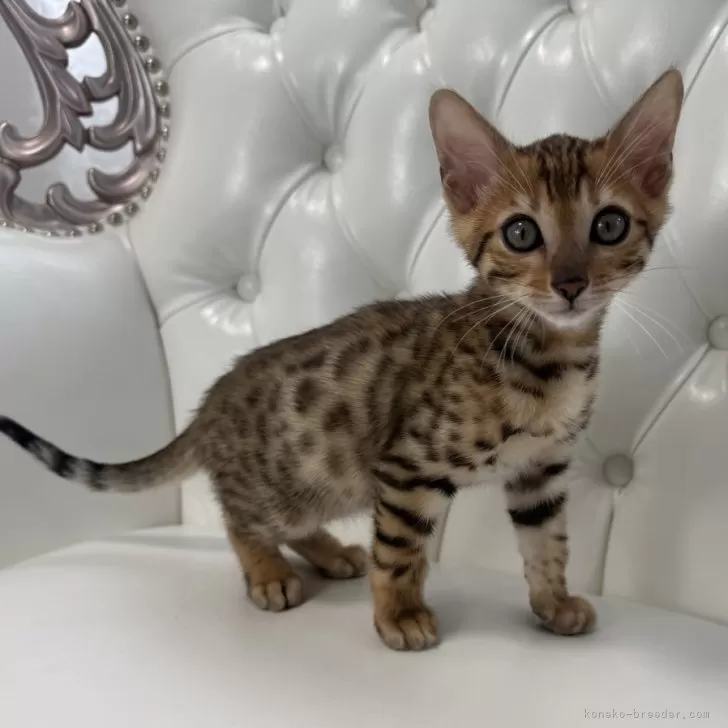 ID:2503-00664の子猫