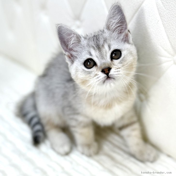 Y.S 様のお迎えした子猫