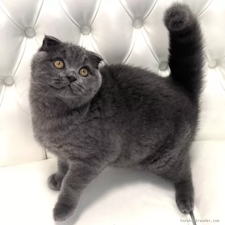 ID:2412-02561の子猫