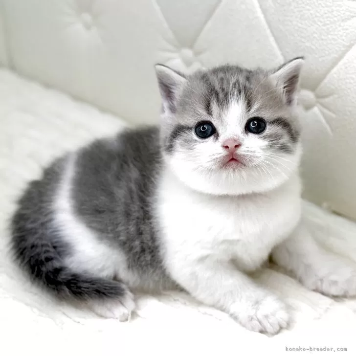 スコティッシュフォールド(立ち耳)【鹿児島県・男の子・2025年9月18日・ブルータビーアンドホワイト】の写真1