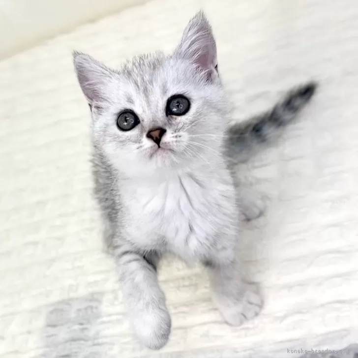 ミヌエット(長足)【鹿児島県・女の子・2025年8月13日・シルバートービー】の写真1