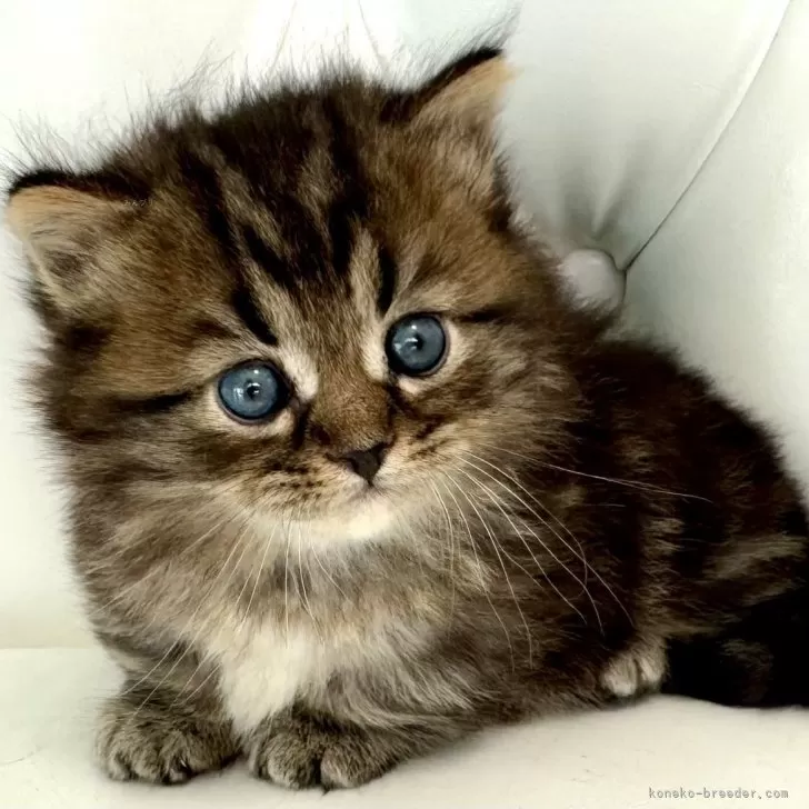 ID：2501-02071の子猫