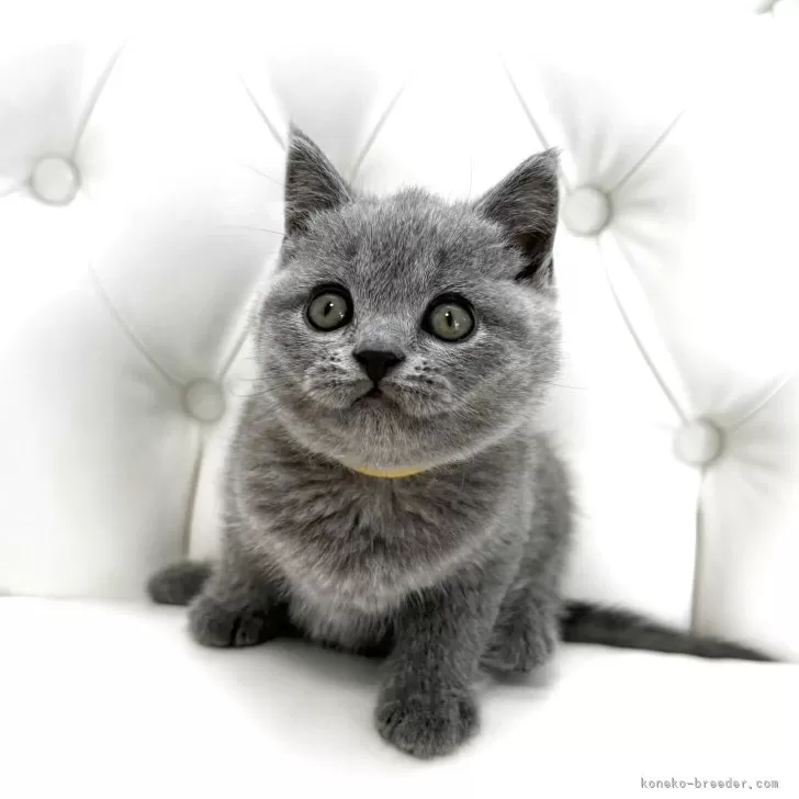 ID：2504-00481の子猫