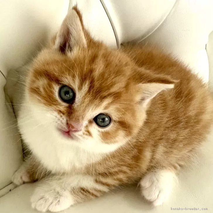 ID:2412-02559の子猫